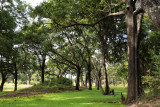 A waterhole completely covered in vegetation