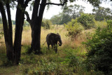 Elephant from the porch of my chalet, Wildlife Camp