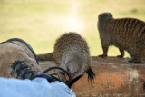 The two young mongooses at Wildlife Camp (why not mongeese)