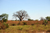 Baobab on the road to Mfuwe Airport