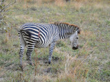 Zebra, South Luangwa
