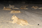 16 female lions relaxing in the middle of the road, South Luangwa National Park