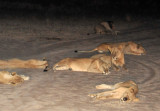 Lionesses of the pride resting with the male in the background