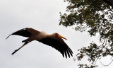 Yellow Billed Stork in flight, South Luangwa National Park