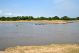 Hippos in the Luangwa River