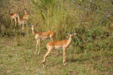 Impala, South Luangwa National Park