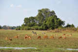 Mixed herd of zebra, puku and impala at a waterhole, South Luangwa