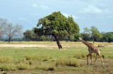 Thornicroft Giraffe, South Luangwa National Park