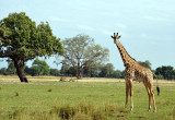 The giraffes at South Luangwa are a bit smaller than other species