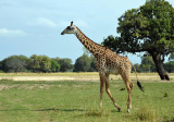 Thornicroft Giraffe, South Luangwa National Park