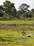 Grey Crowned Cranes (Balearica regulorum), South Luangwa