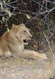 Lion, South Luangwa National Park