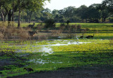 Waterbuck with impala and birds at a waterhole