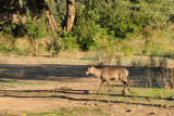 Waterbuck, South Luangwa National Park