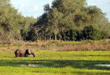 Elephant in an oxbow lake (billabong), a loop of the Luangwa River cut off from the main channel