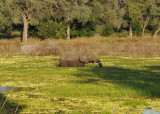 Elephant, South Luangwa National Park