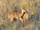 A pair of Bushbuck, South Luangwa National Park
