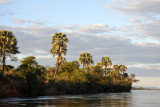 Palms on the Zambian bank of the Zambezi River
