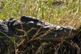 Nile Crocodile, Chobe National Park