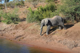 Elephant coming down to the Chobe River