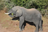 Elephant, Chobe National Park