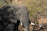 Elephant, Chobe National Park