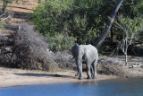 Elephant wandering along the Chobe River