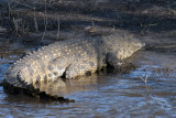 Crocodile, Chobe National Park