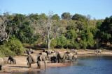 Elephants, Chobe National Park