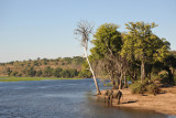 Chobe River