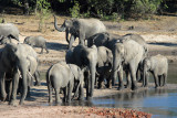 Elephant, Chobe National Park
