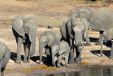 Elephants, Chobe National Park