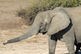 Elephant, Chobe National Park