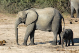 Elephant with calf, Chobe National Park