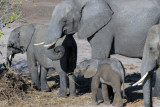 Elephants, Chobe National Park