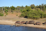 Hippos heading for the water, Chobe National Park
