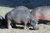 Hippos, Chobe National Park