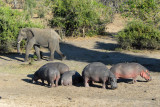 An elephant giving a herd of hippos room as it passes by along the Chobe River
