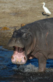 Hippo showing its teeth