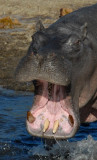 Hippo teeth