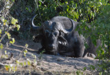 Cape Buffalo resting in the shade along the Chobe River