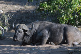 Cape buffalo (Syncerus caffer), one of the Big 5