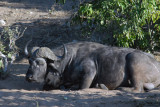 Cape buffalo (Syncerus caffer), one of the Big 5