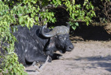Cape buffalo (Syncerus caffer)