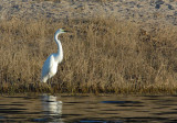 Great White Egret (Ardea alba melanorhynchos), Chobe National Park, Botswana