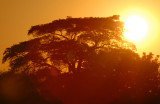 Sunset with a large tree on the Namibia side of the Chobe River