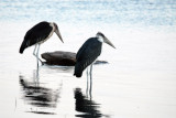 Marabou storks (Leptoptilos crumeniferus)