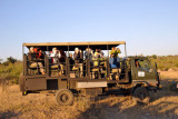 Every vehicle doing morning drives in this part of Chobe got the message about this lion