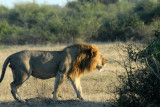 Lion walking off into the bush... enough publicity for one morning