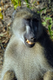 Big male baboon smiling for the camera